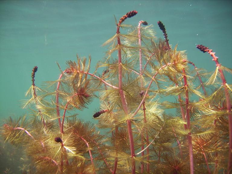 MYRIOPHYLLUM